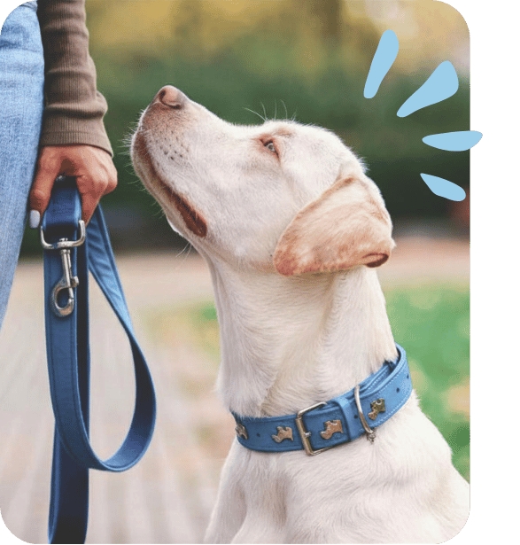 Dog looking up at leash - Outdoor grassy area