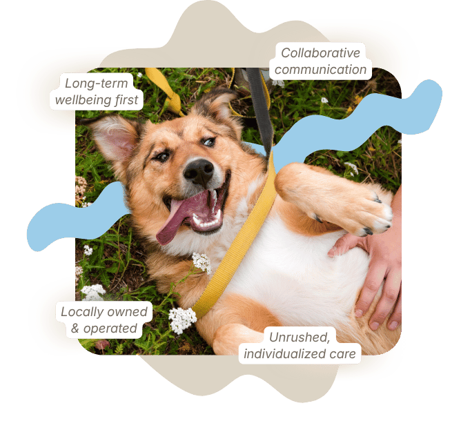 Happy dog in the grass - Double Branch Veterinary Hospital