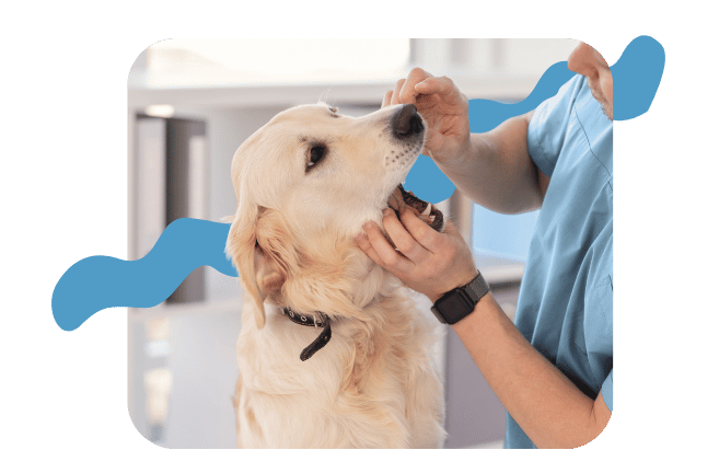 Dental Cleanings