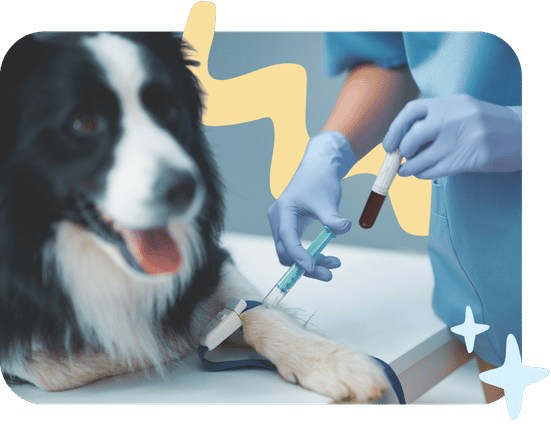 Vaccinations + Blood/Fecal Testing