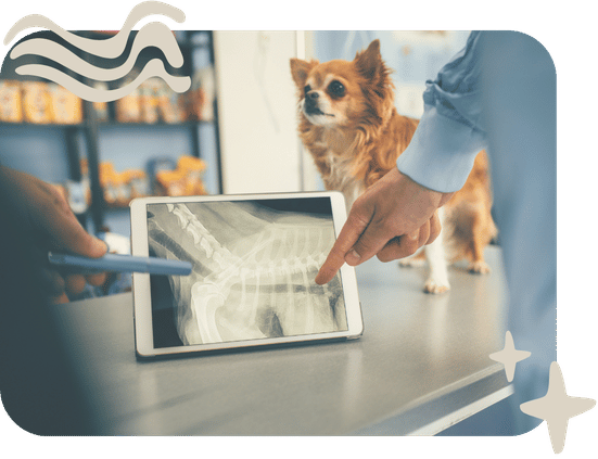 X-Ray + Surgery Services